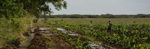 Retos de la agricultura: Atraer productores al campo y sembrar