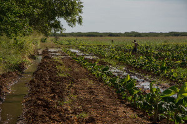 Foto: Leandro Pérez Pérez/ Adelante/ Archivo Retos de la agricultura: Atraer productores al campo y sembrar