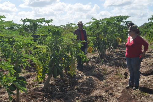 Previo al Pleno, las autoridades del Partido recorrieron los principales polos productivos de las localidades camagüeyanas. Fotos: del autor