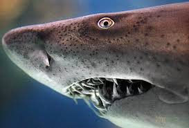 Tiburón Toro 