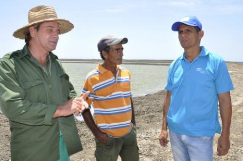 Nelson Toledo Cabrera, director de la UEB (el primero de derecha a izquierda) conversa con un obrero (al centro) y uno de los jefes de granja.