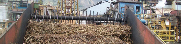Sugar production decisive in Cuban province´s economy