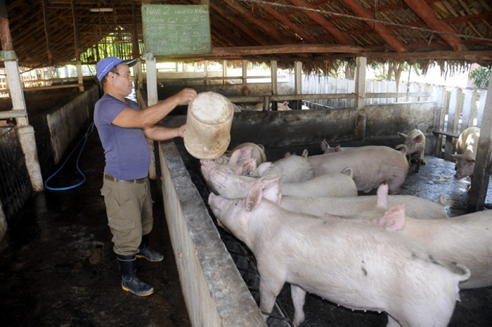 Photo Taken from:lademajagua.cu  Cuba produces enough pork for domestic consumption