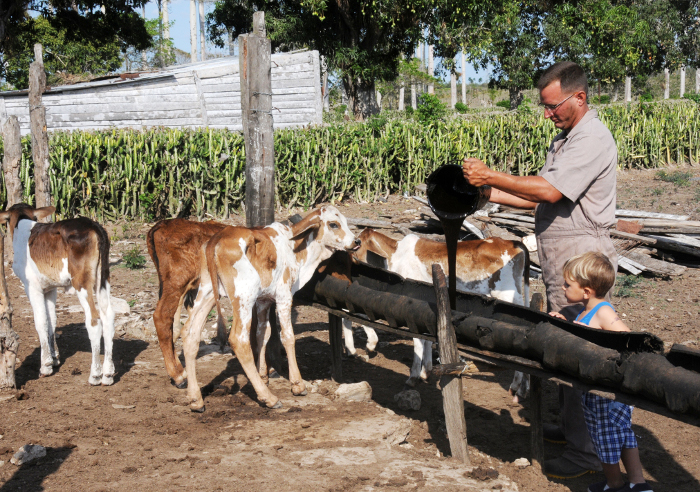 Kevin, el hijo mayor, no se le separa al padre ni a la hora de echarle la miel de purga a los terneros. Fotos: Orlando Durán Hernández/Adelante Guajiro, felizmente guajiro