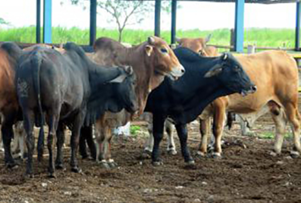Foto: Orlando Durán Hernández/Archivo Seleccionan laboratorio camagüeyano para vigilancia de enfermedad de las vacas locas