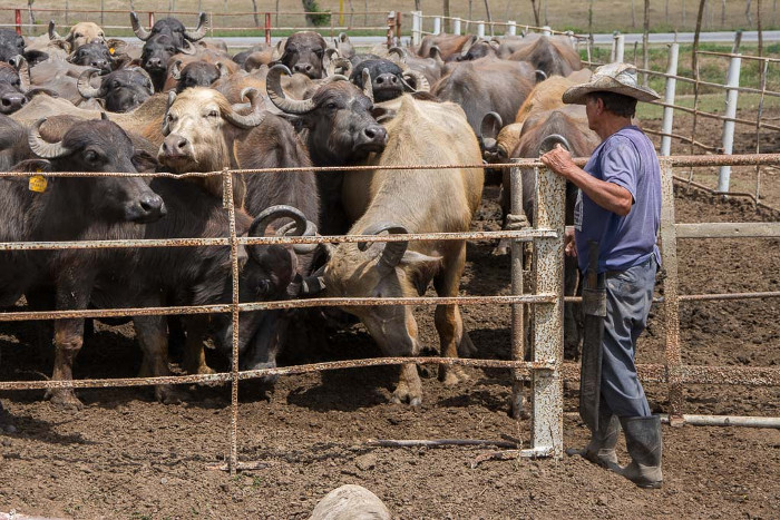 Foto: Leandro Pérez Pérez/ Adelante Asociación Cubana de Producción Animal en Feria del Libro