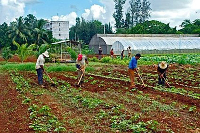 Foto: Tomada de http:www.opciones.cu Ascenso de producción por influencia de cultivos agroecológicos