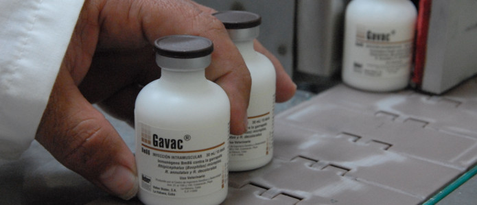 Aumenta aplicación de la vacuna Gavac en la masa ganadera