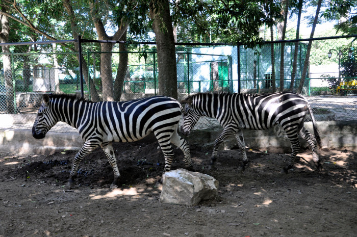 Foto: Otilio Rivero Delgado/ Adelante/ Archivo En proceso de integración zoológicos cubanos