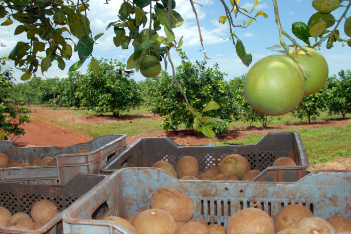 Los cítricos se renuevan con frutas intercaladas y cultivos diversos. Fotos: Otilio Rivero Delgado/Adelante ¿La mayor plantación frutícola de Cuba en Cubitas?