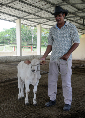 “Norbeto desfilará en Jimaguayú con nosotros este 1ro. de Mayo”, dice alegre Roberto Acosta Olivera, el jefe de unidad del Centro de transferencia de embriones. Foto: Orlando Durán Hernández/Adelante En Camagüey resucitan transferencia de embriones en la ganadería cubana