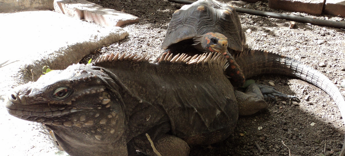 Reptilianos domésticos 