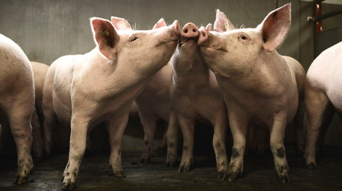 Photo: taken from www.agricultureandfood Danish and Cuban companies to set joint venture to produce pork