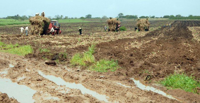 Fotos: Otilio Rivero Delgado/ Adelante Bajo cielo lluvioso la “zafra” sigue