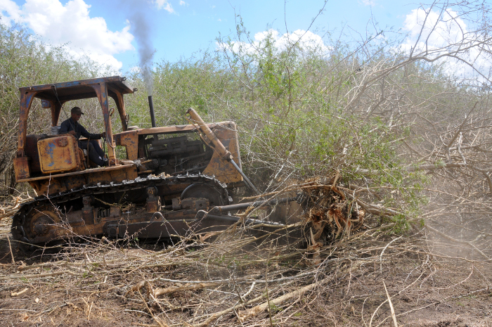 Foto: Orlando Durán Hernández/Adelante Por un Camagüey de ordeños y cosechas