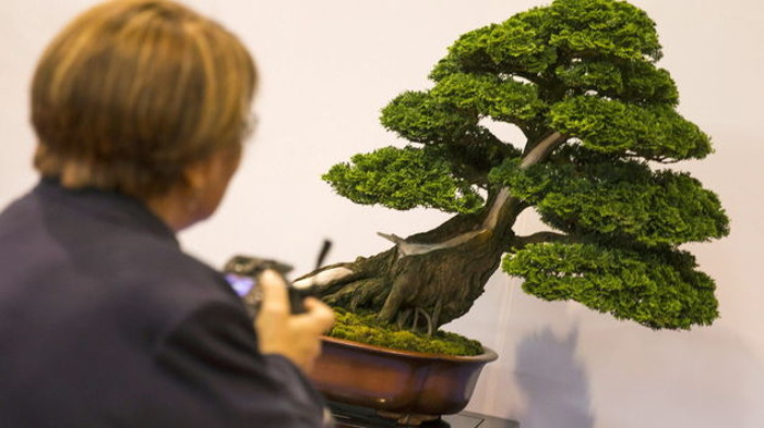 Foto: Tomada de Teinteresa.es Muestra de bonsáis por el Día Mundial del Medio Ambiente en Camagüey