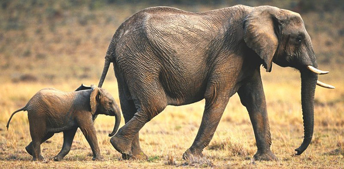 Foto: Tomada de dondevive.org Los elefantes también lloran