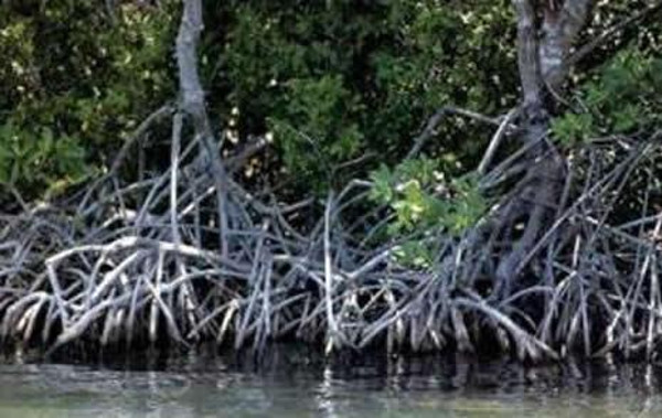 Manglar de Playa Florida. Foto: Archivo Camagüey enfrenta el cambio climático