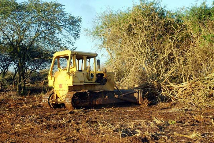Foto: Tomada de www.radioflorida.icrt.cu Agropecuarios recuperan tierras cubiertas de marabú