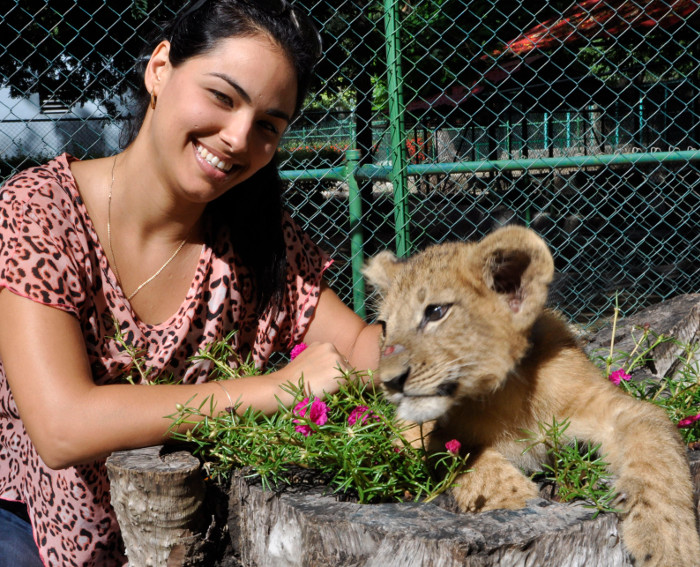 Camagüey posee un alto índice en la reproducción de leones en cautiverio. Fotos: Otilio Rivero Delgado/Adelante Pancho In memoriam
