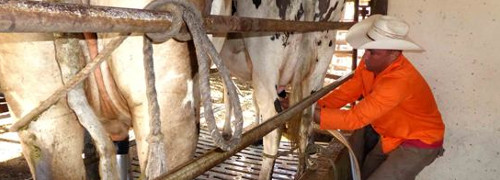 En Camagüey primera cooperativa de producción lechera millonaria de Cuba