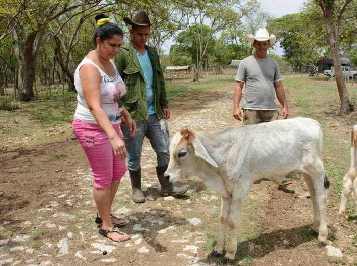 Misleidis Tejedor Rivero, madre de dos hijos, se incluye entre las más de tres mil 500 mujeres vinculadas al sector campesino en la provincia y sobresale como una de las mayores cebadoras de toros en Camagüey. Foto: Rodolfo Blanco Cué/ ACN