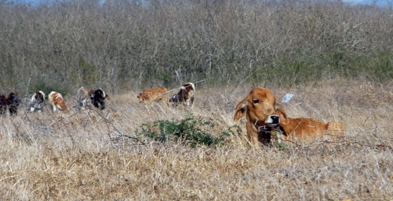 Foto: Otilio Rivero Delgado/Adelante/Archivo