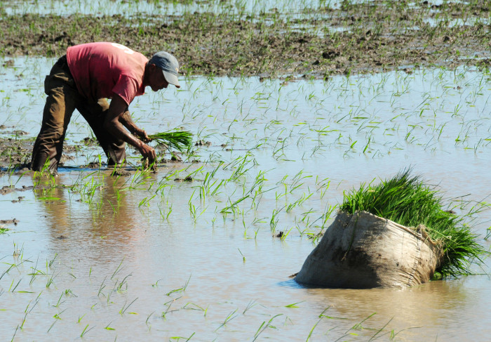 Foto: Orlando Durán Hernández/Adelante Cultivos de arroz y maíz se reducirán por cambio climático