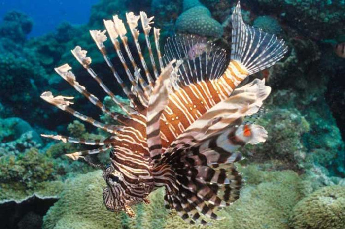 Photo: taken from www. prensalatina.cu