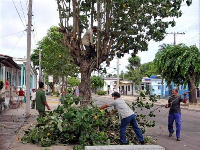 Desde ahora será necesaria la poda de árboles. Foto: ACN