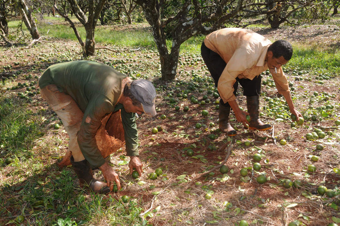 Brigadas de trabajadores se dedican a recolectar naranjas para comercializarlas. Fotos: Orlando Durán Hernández/Adelante Desplegada fuerzas para la recuperación en Sierra de Cubitas y Brasil
