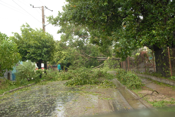 El álamo que no pudo con Irma