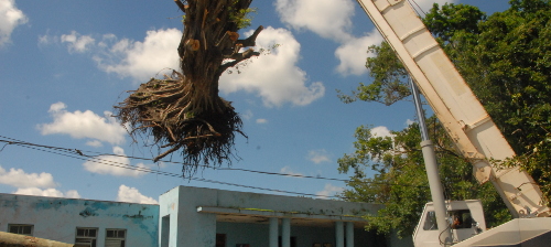 El álamo que no pudo con Irma