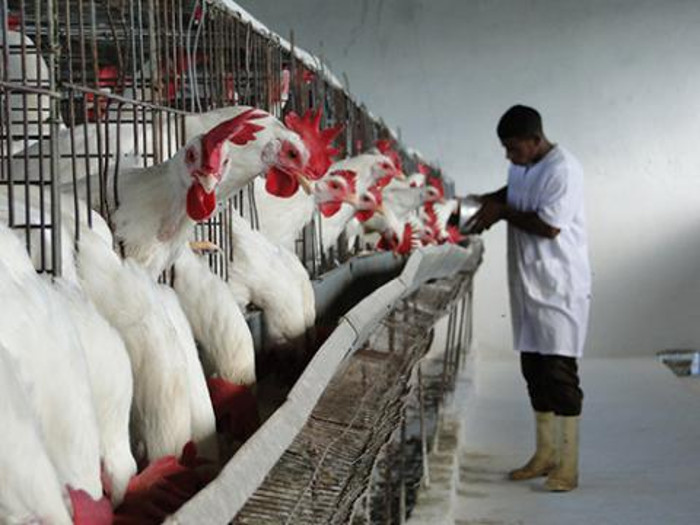 Foto: Leandro Pérez Pérez/Adelante/Archivo Empresa avícola de Camagüey también afectada por Irma