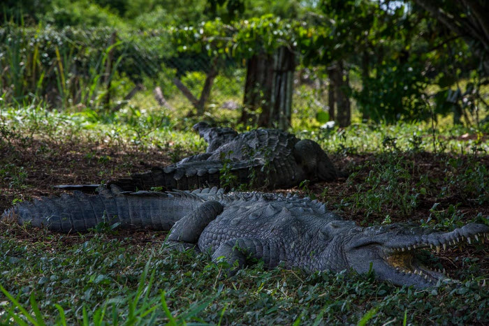 En el lugar se encuentran especímenes de hasta cuatro metros de largo, y una de las características es que regulan la temperatura al abrir sus mandíbulas.Fotos: Del autor Minas: Cocodrilos a la mano