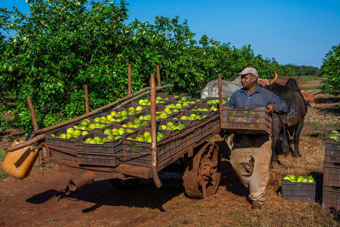 Photo: Leandro Pérez Pérez/Adelante US blockade cost Cuban agriculture over 260 million dollars in 1 year