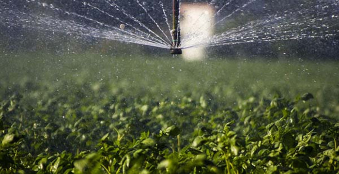 Photo: Taken from bohemia.cu Priority will be given to the short-cycle crops in fields of Camagüey