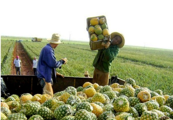 La Empresa Cítricos Caribe S.A. se vio imposibilitada de vender la variedad de piña MD2 a EE.UU, mayor importador de la fruta internacionalmente. Foto: Tomada de elproductor.com
