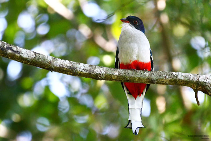 Foto: Tomada de cubadebate.cu Tocororo: ave nacional cubana y su ambiente