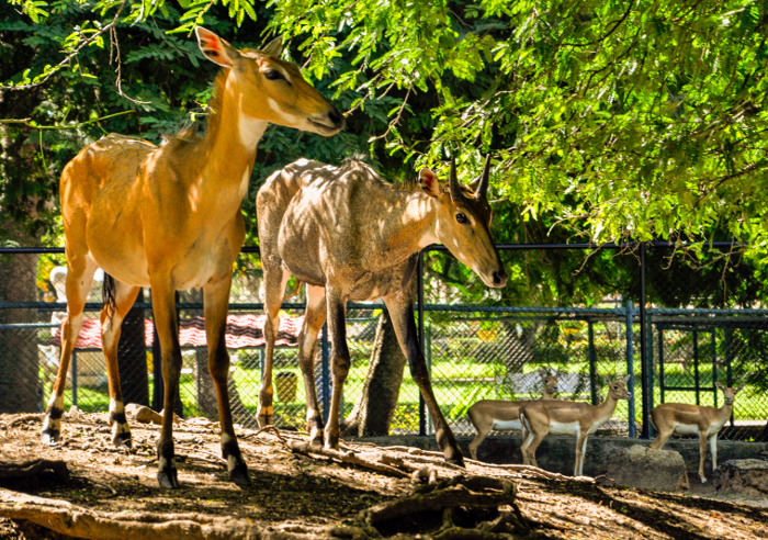 Foto: Otilio Rivero Delgado/ Adelante/ Archivo Nueva empresa cubana de Zoológicos