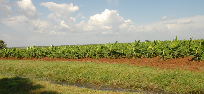 Foto: Otilio Rivero Delgado/ Adelante/ Archivo Camagüey tendrá viandas para fin de año