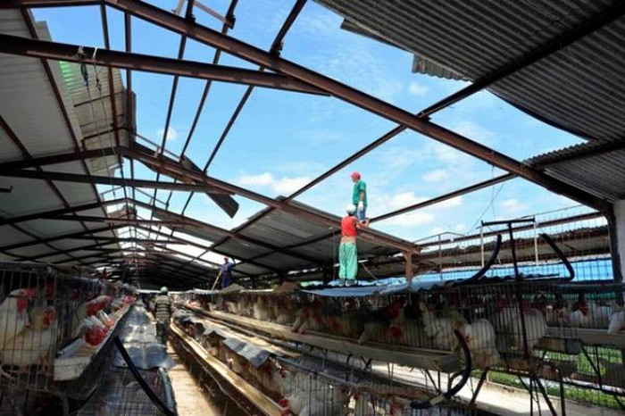 Reparación de techos naves en avícolas. Foto: Rodolfo Blanco Cué/ ACN