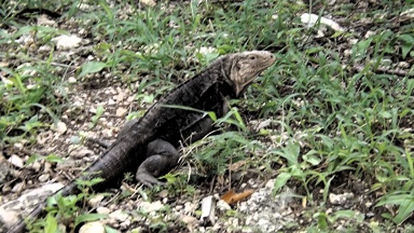 Anolis Jubar Ballaenarum, una lagartija con cresta única en el mundo, cuyo rabo semeja la hoja fina y alargada de una planta. Foto: Tomada de www.radionuevitas.icrt.cu
