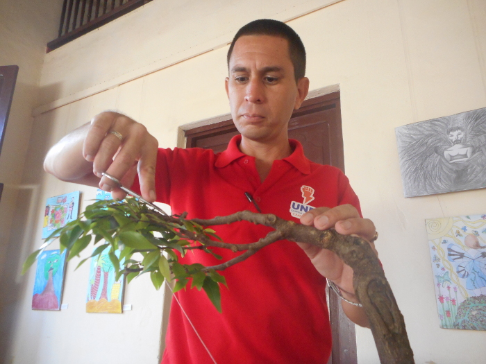 Un bosque que toca el cielo