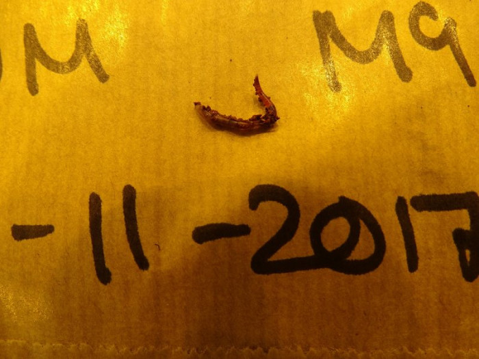 Lombriz nacida en simulante del suelo de Marte, entregado por la NASA y proveniente de un volcán de Hawaii. Foto: Tomada de sciencedaily.com