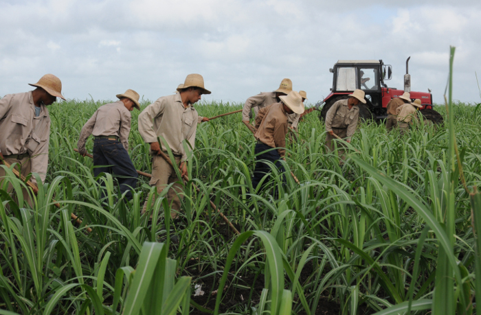 Foto: Orlando Durán Hernández/Adelante/ Archivo Impulso joven para saldar deuda azucarera