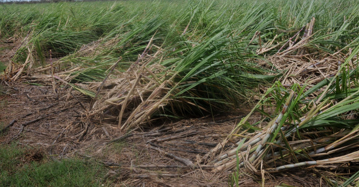 Industria azucarera y Tarea vida en la óptica de la ciencias de Camagüey