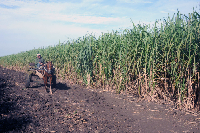 Caña, bombillo rojo de Camagüey