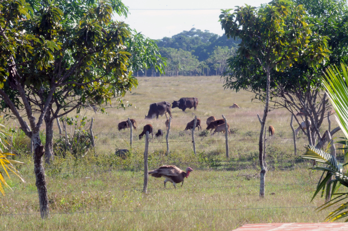 Ganado vacuno y aves de corral forman parte de la producción de El Renacer