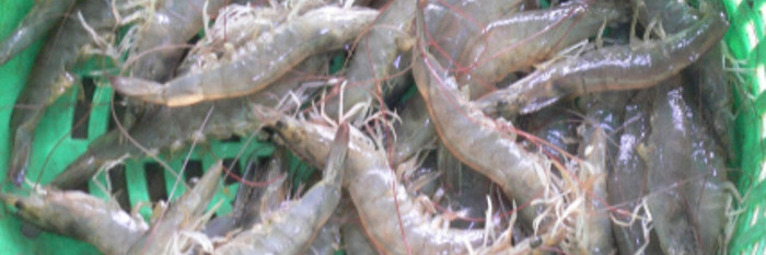 Favorecerá a la camaronicultura camagüeyana proyecto de colaboración internacional